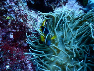 伊豆の海でダイビング中に見かけたイソギンチャクに隠れん坊のクマノミ