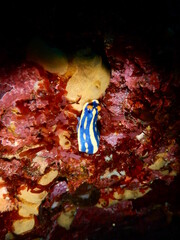 伊豆の海でダイビング中に見かけた青と黄色のコントラストが映えるアオウミウシ