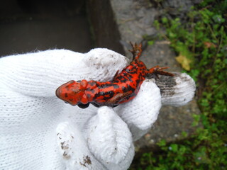 水路で見つけた　アカハライモリ