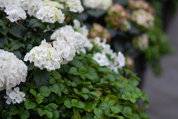 Flower arrangement with white hydrangea. 