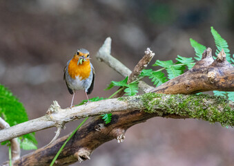 Rotkehlchen (Erithacus rubecula) auf einem Ast