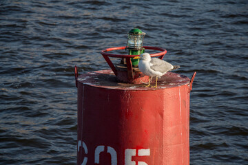 buoy on the river