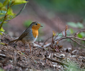 Rotkehlchen (Erithacus rubecula) auf einem Stein
