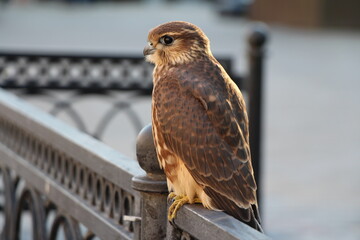 bird of prey