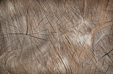 Fototapeta premium texture section of a tree trunk