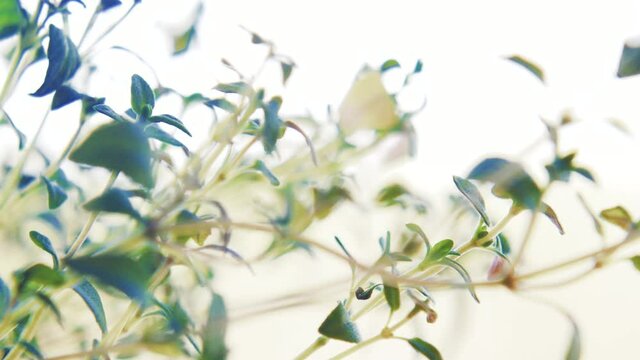 Green sprouts of thyme with leaves in soft focus at high magnification. Plant on a light background.