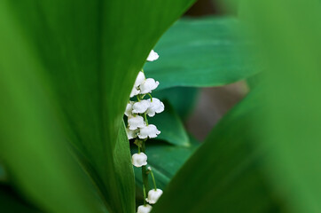 white lily of the valley flowers among green leaves