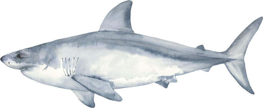 Watercolor shark illustration. Perfect for printing, web, textile design, various souvenirs.