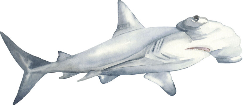 Hammerhead shark watercolor illustration. Perfect for printing, web, textile design, various souvenirs.