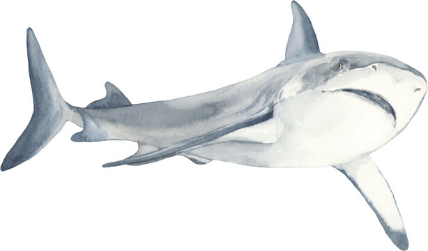 Watercolor illustration of a sea predator shark. Perfect for printing, web, textile design, various souvenirs.