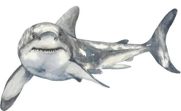 Watercolor illustration of a white shark. Perfect for printing, web, textile design, various souvenirs.