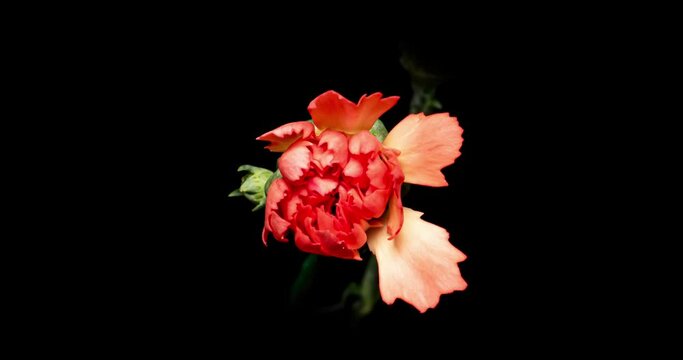カーネーションの開花タイムラプス