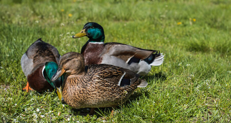 Wild ducks in the courtyard walk, sit live in the wild on green grass and near trees and farming beautiful colorful plump birds