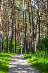 Park in the Tomskaya Pisanitsa Museum-Reserve. Kemerovo region, Russia