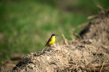 Yellow Wagtail
