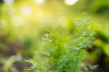 Close up growing dill plantation in the vegetable garden, fresh agriculture background, copy space, selective focus