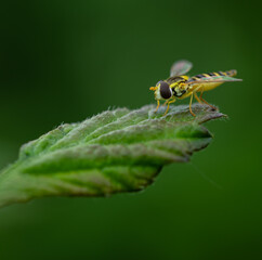 Schwebfliegen (Syrphidae) auf einem Blatt