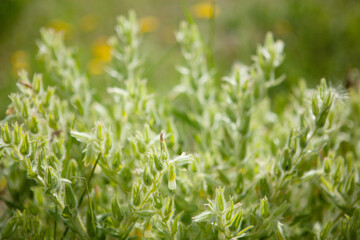 wild white flowers on the field