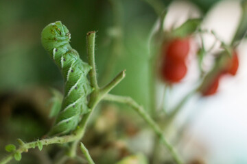 Naklejka premium Gusano u oruga en planta de tomate