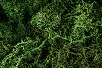 Details of artificial green moss. Decorative background.S elective focus