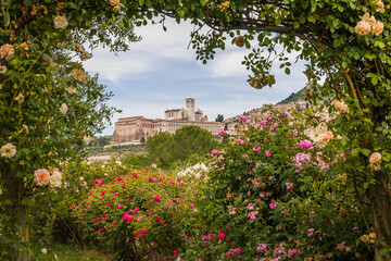 Romantic view of Assisi called the city of the peace framed by roses during spring day in Umbria,...