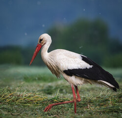 Weißstorch (Ciconia ciconia) im Flug