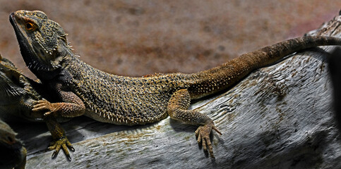 Bearded dragon on the beam. Latin name - Amphibolurus vitticeps	