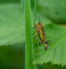 Skorpionsfliegen (Panorpidae) an einer Pflanze
