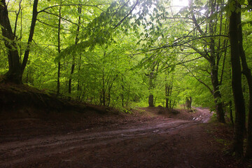 Fototapeta premium dirt road going through the forest through the trees