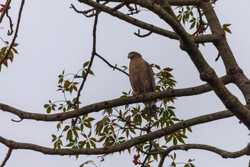 Crested serpent eagle (Spilornis cheela) at Manas National Park, Assam, India.