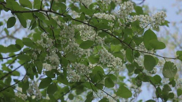 Blossoming bird-cherry tree bunch with white flowers and green leaves in a sunny spring day