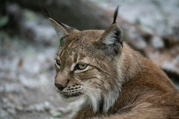 Closeup of Eurasian lynx (Lynx lynx) in its natural habitat