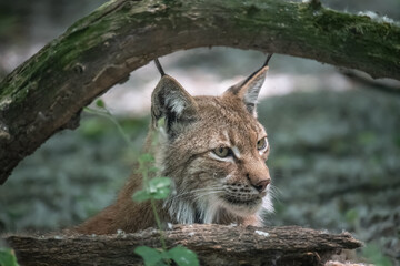 Fototapeta premium Closeup of Eurasian lynx (Lynx lynx) in its natural habitat