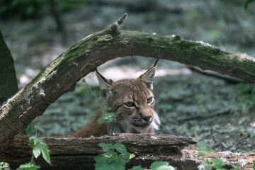 Closeup of Eurasian lynx (Lynx lynx) in its natural habitat