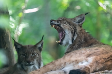 Closeup of Eurasian lynx (Lynx lynx) in its natural habitat