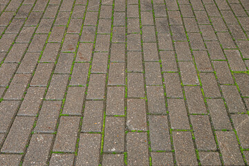 Fototapeta premium abstract background of wet tiled walkway in the park with grass punching between the joints close up