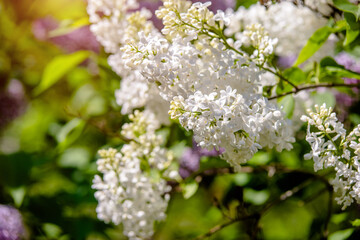 Inflorescence of a white lilac against a blue sky
