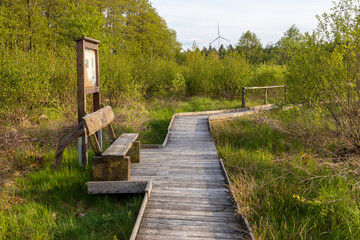 Hiking trail on boardwalks through the Todtenbruch Moor in the Eifel region