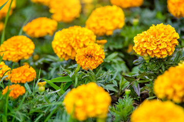 Orange calendula flowers in a flower bed in the city Park

