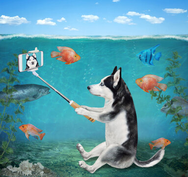 A dog husky with a smartphone takes a selfie underwater on the seabed.