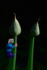 Fototapeta premium LEGO Minecraft action figure of Steve climbing on ornamental Onion flower, latin genus Allium, possibly Allium Giganteum, dark background.