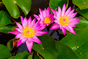 pink lotus flowers blooming beautifully