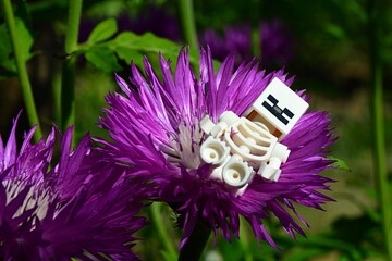 Fototapeta premium LEGO Minecraft small skeleton figure lying in purple decorative garden flower of Astraceae family, summer daylight sunshine. 