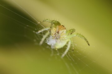 little young green spider Nigma