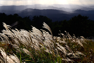 Fototapeta premium 秋の升水高原 