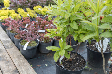 Flowering bushes in a tub in a garden center for landscaping, for working with landscaping.
