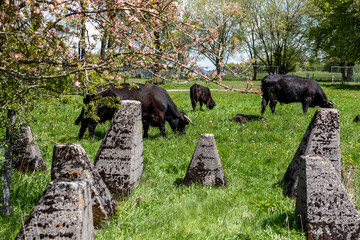 Black cattle grazing between the concrete humps at the Westwall