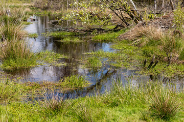 Fototapeta na wymiar Swamp landscape with watercourse in the Eifel region