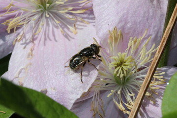 Schwebfliege - Eristalinus-sepulchralis