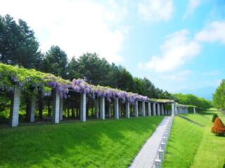 北海道の風景 前田森林公園